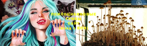 стафф Новодвинск